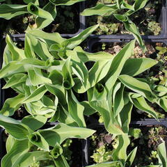 Bohyška 'Blue Cadet' - Hosta 'Blue Cadet'