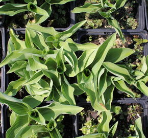 Bohyška 'Blue Cadet' - Hosta 'Blue Cadet'