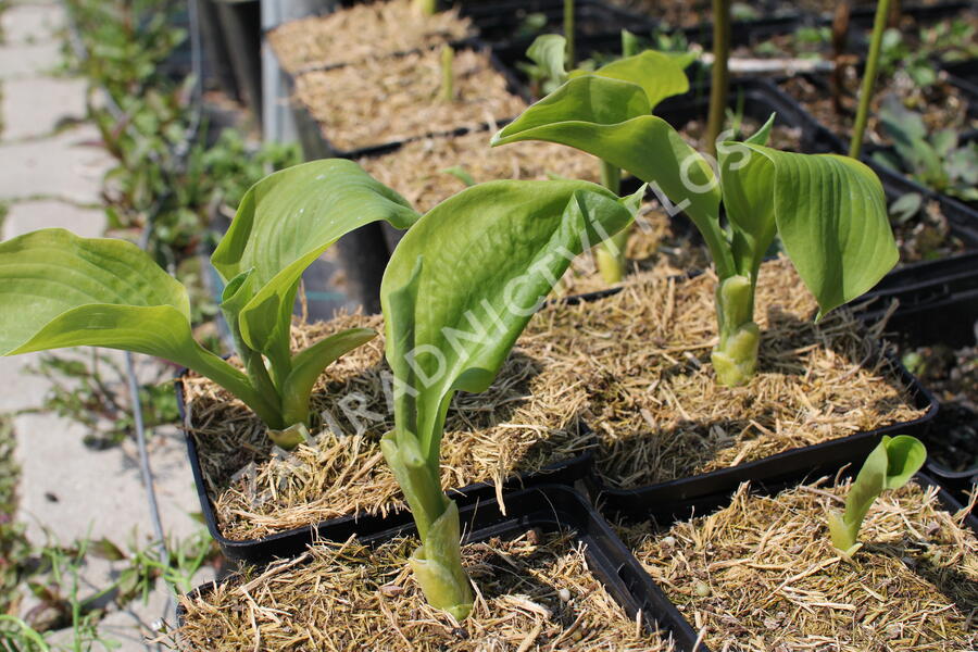 Bohyška 'Guacamole' - Hosta 'Guacamole'