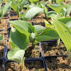 Bohyška 'Sum and Substance' - Hosta 'Sum and Substance'