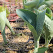 Bohyška 'Big Daddy' - Hosta sieboldiana 'Big Daddy'