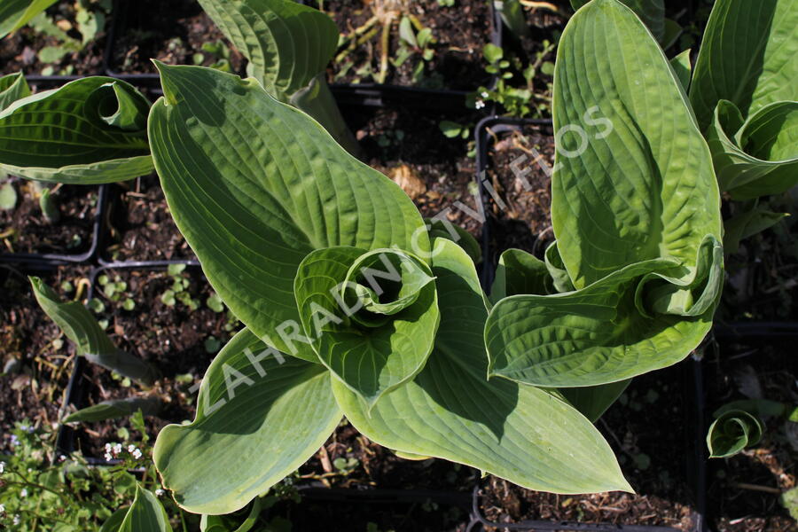 Bohyška 'Tokudama Flavocircinalis' - Hosta 'Tokudama Flavocircinalis'