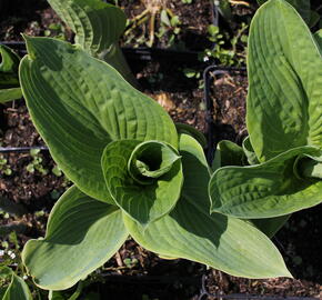 Bohyška 'Tokudama Flavocircinalis' - Hosta 'Tokudama Flavocircinalis'