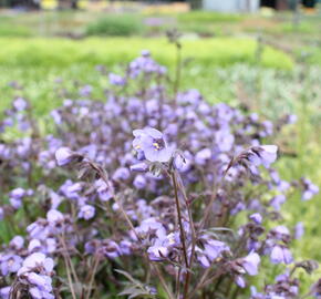 Jirnice 'Heaven Scent' - Polemonium hybridum 'Heaven Scent'