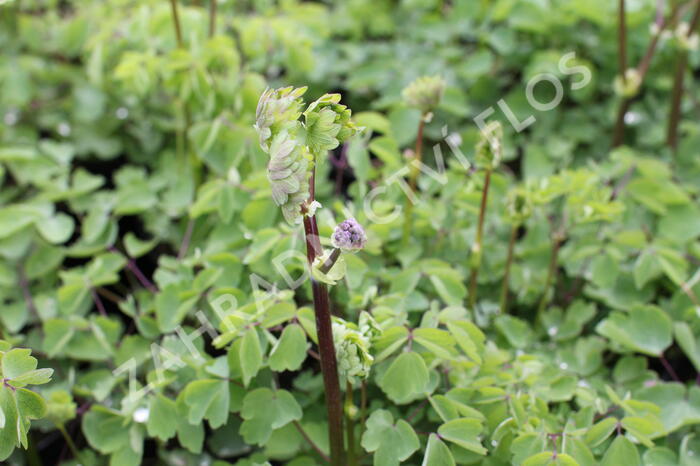 Žluťucha orlíčkolistá 'Nimbus White' - Thalictrum aquilegifolium 'Nimbus White'