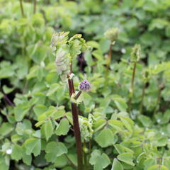 Žluťucha orlíčkolistá 'Nimbus White' - Thalictrum aquilegifolium 'Nimbus White'