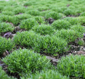 Úrazník položený - Sagina procumbens