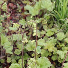 Mitrovka velkokvětá 'Rubra' - Tellima grandiflora 'Rubra'