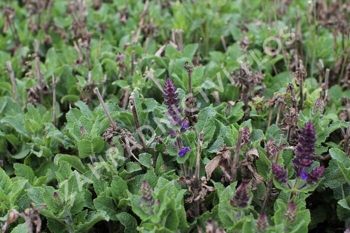 Šalvěj hajní 'Midnight Purple' - Salvia nemorosa 'Midnight Purple'