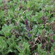 Šalvěj hajní 'Midnight Purple' - Salvia nemorosa 'Midnight Purple'