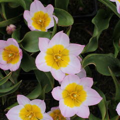 Tulipán botanický Bakerův 'Lilac Wonder' - Tulipa bakeri 'Lilac Wonder'