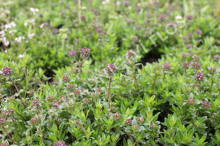 Mateřídouška - Thymus longicaulis