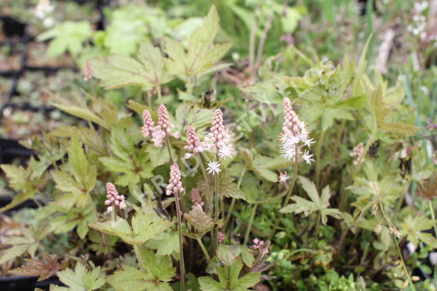 Mitrovnička 'Jeepers Creepers' - Tiarella 'Jeepers Creepers'