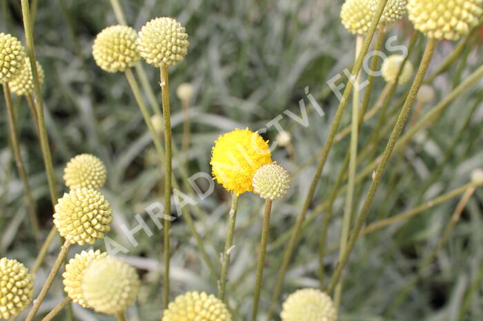 Craspedia globosa 'Golf Beauty' - Craspedia globosa 'Golf Beauty'