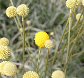 Craspedia globosa 'Golf Beauty' - Craspedia globosa 'Golf Beauty'