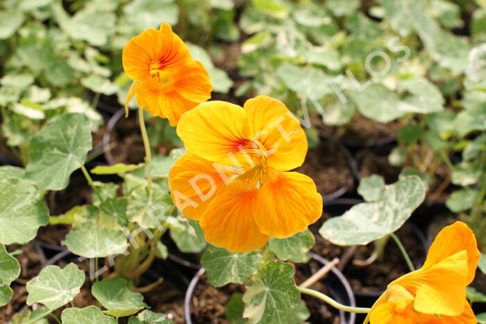 Lichořeřišnice 'Tip Top Alaska Mix' - Tropaeolum majus 'Tip Top Alaska Mix'