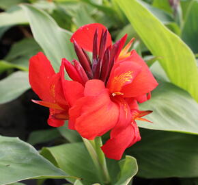 Dosna indická 'Cannova F1 Skarlet' - Canna indica 'Cannova F1 Scarlet'