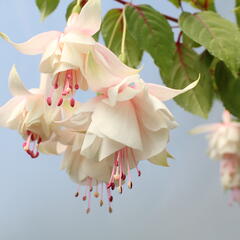 Fuchsie, čílko 'Annabell' - Fuchsia hybrida 'Annabell'