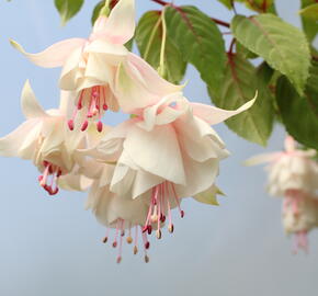 Fuchsie, čílko 'Annabell' - Fuchsia hybrida 'Annabell'