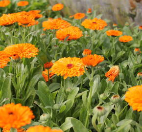 Měsíček lékařský 'Orange with Black Eye' - Calendula officinalis 'Orange with Black Eye'