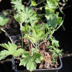 Kakost 'Königshof' - Geranium x oxonianum 'Königshof'