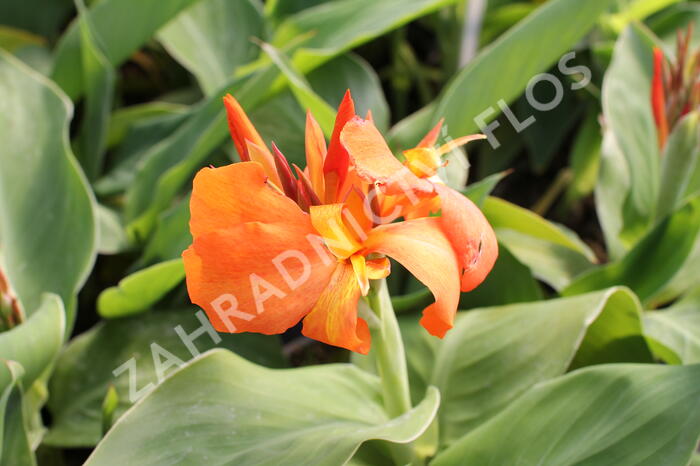 Dosna indická 'Cannova F1 Orange Shades ' - Canna indica 'Cannova F1 Orange Shades '