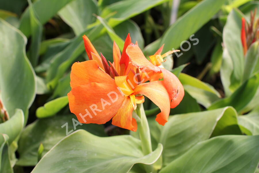 Dosna indická 'Cannova F1 Orange Shades ' - Canna indica 'Cannova F1 Orange Shades '