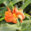 Dosna indická 'Cannova F1 Orange Shades ' - Canna indica 'Cannova F1 Orange Shades '