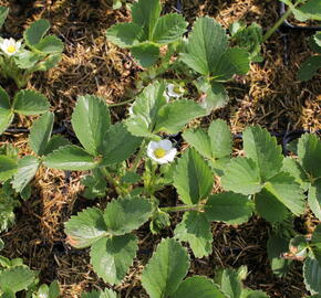 Jahodník stáleplodící 'Anabel' - Fragaria ananassa 'Anabel'