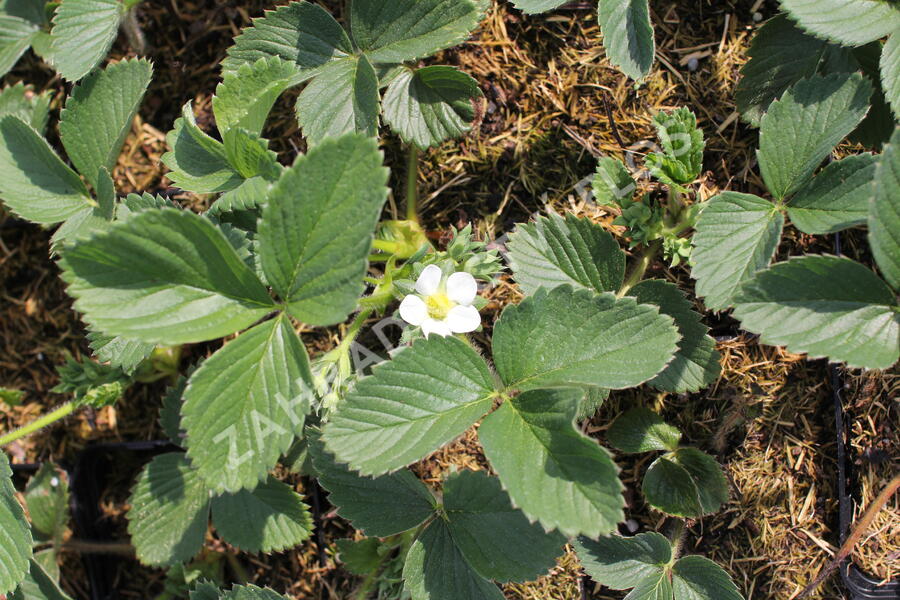 Jahodník jednouplodící 'Honeoye' - Fragaria ananassa 'Honeoye'