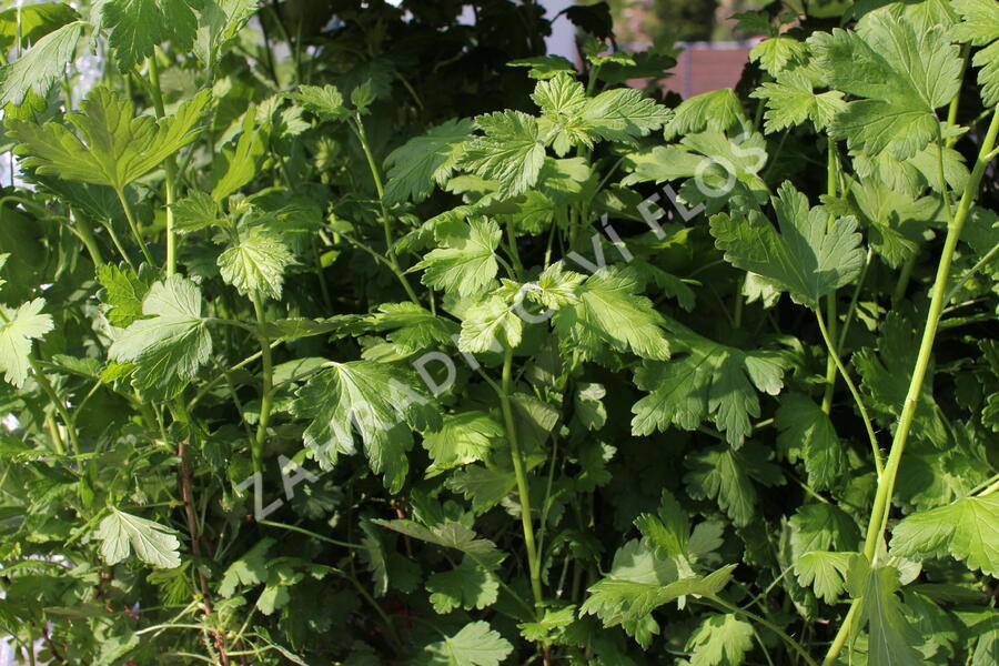 Angrešt červený beztrnný 'Spinefree' - Grossularia uva-crispa 'Spinefree'