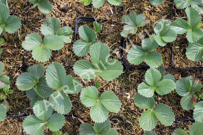 Jahodník stáleplodící 'Aromas' - Fragaria ananassa 'Aromas'