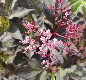 Bez černý 'Black Beauty' - Sambucus nigra 'Black Beauty'