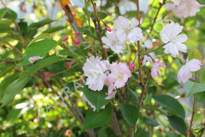 Višeň chloupkatá 'Accolade' - Prunus 'Accolade'