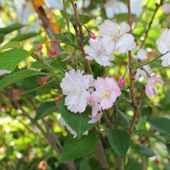 Višeň chloupkatá 'Accolade' - Prunus 'Accolade'