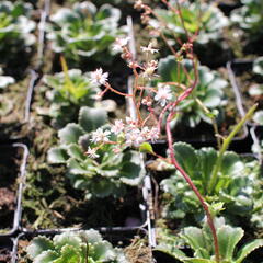 Lomikámen - Saxifraga urbium