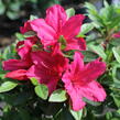 Azalka japonská 'Excelsior' - Azalea japonica 'Excelsior'