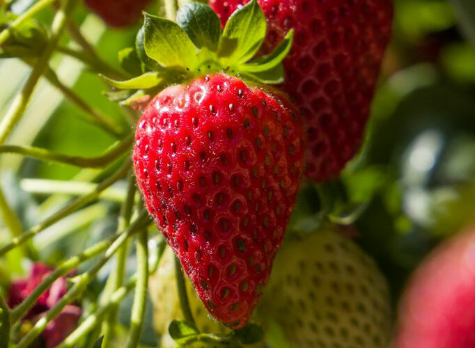 Jahodník stáleplodící 'Ariba Pink' F1 - Fragaria ananassa 'Ariba Pink' F1