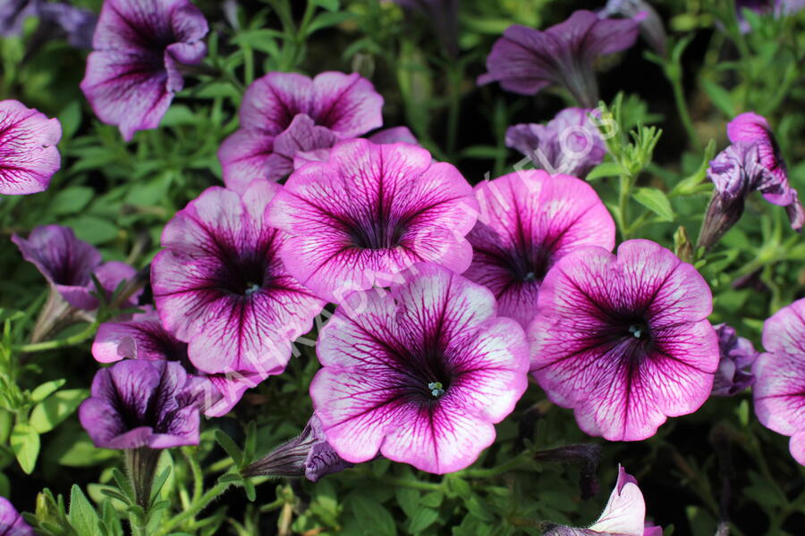 Petúnie 'Cascadias Purple Ice' - Petunia hybrida 'Cascadias Purple Ice'