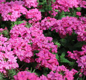 Verbena, sporýš 'Vanessa Compact Deep Pink' - Verbena hybrida 'Vanessa Compact Deep Pink'