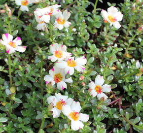 Šrucha 'Cupcake Purple Touch' - Portulaca umbraticola 'Cupcake Purple Touch'