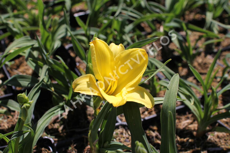 Denivka 'Aten' - Hemerocallis 'Aten'