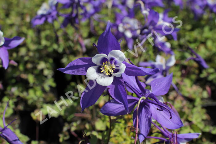 Orlíček 'Kirigami Deep Blue & White' - Aquilegia caerulea 'Kirigami Deep Blue & White'