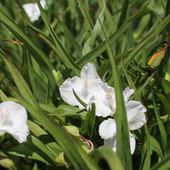 Podeňka Andersonova 'Innocence' - Tradescantia andersoniana 'Innocence'