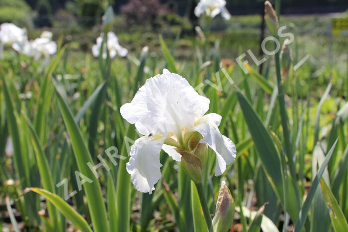 Kosatec německý 'Boule de Neige' - Iris barbata-elatior 'Boule de Neige'