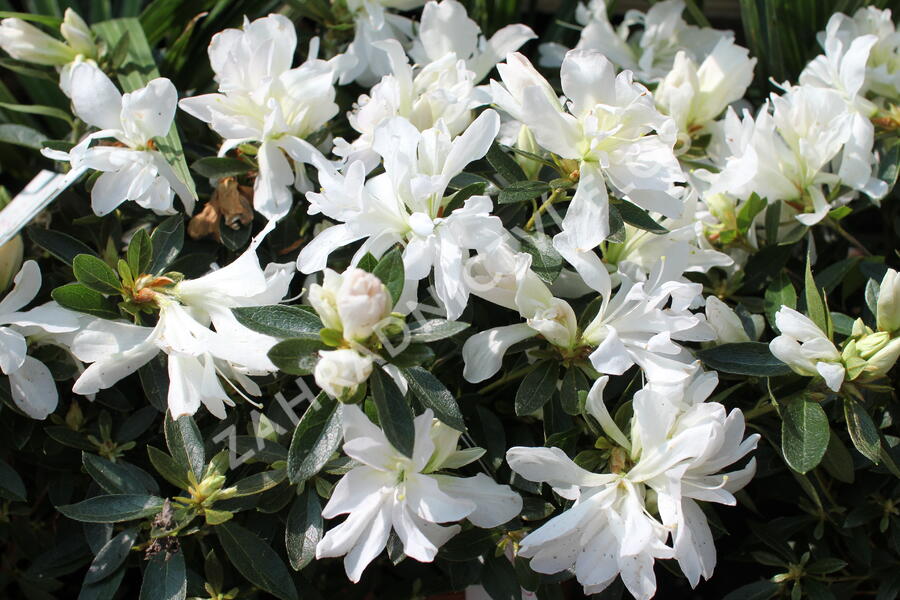 Azalka japonská 'Mémé' - Azalea japonica 'Mémé'