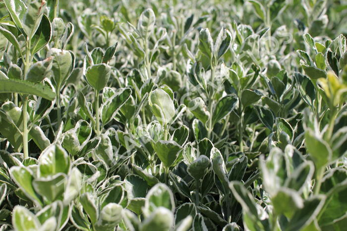 Brslen Fortuneův 'Grey Beauty' - Euonymus japonicus 'Grey Beauty'