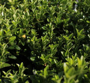 Brslen japonský 'Green Spire' - Euonymus japonicus 'Green Spire'