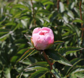 Pivoňka bělokvětá 'Do Tell' - Paeonia lactiflora 'Do Tell'