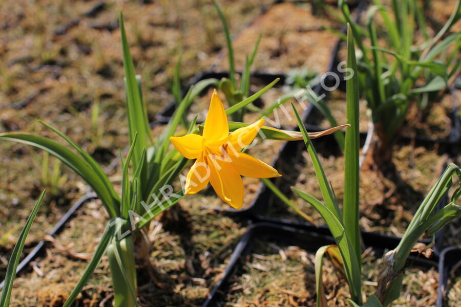 Denivka žlutá - Hemerocallis lilioasphodelus